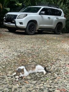 Land Cruiser in Costa Rica with snorkel and kitty cat