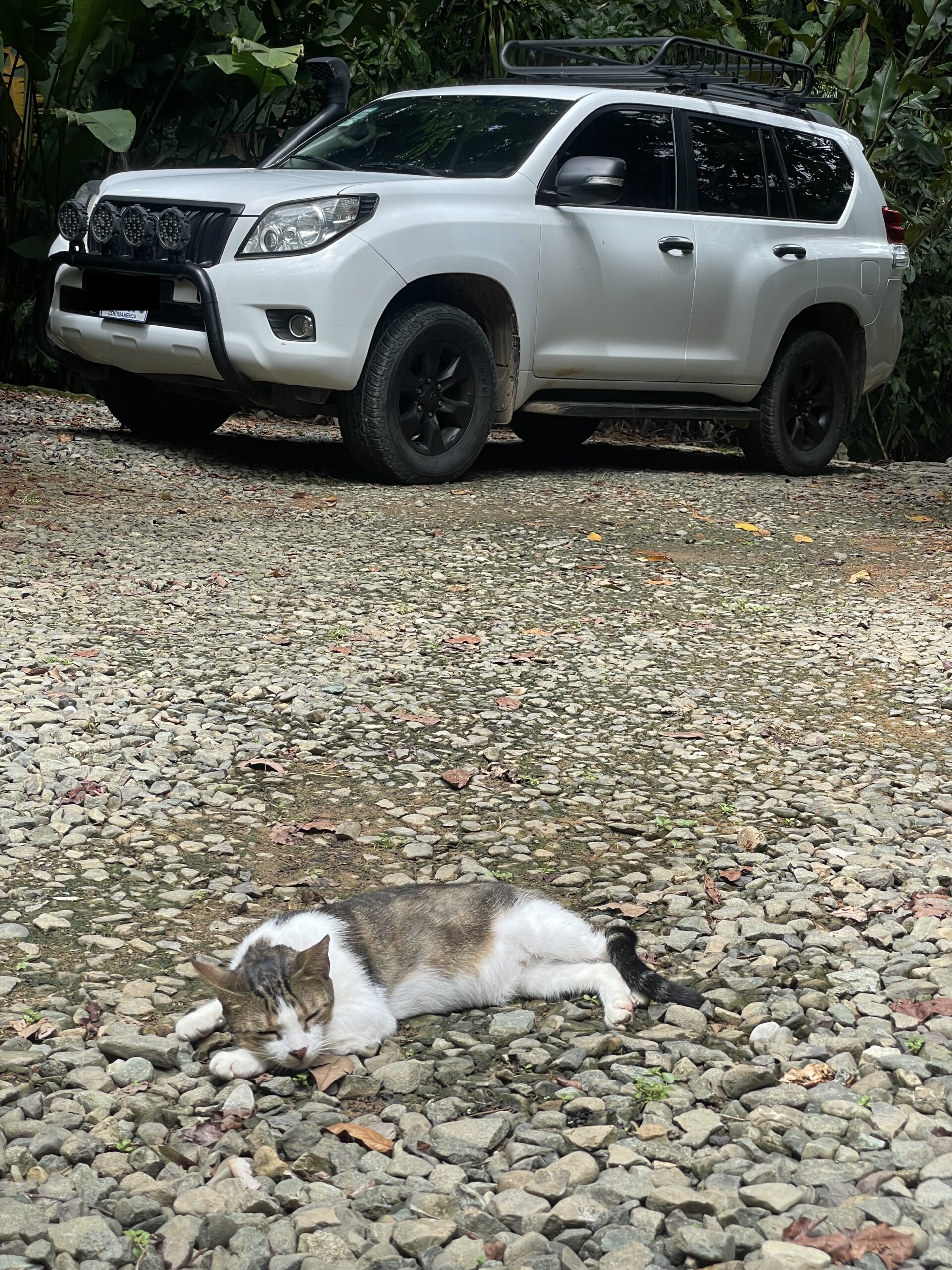 Land Cruiser in Costa Rica with snorkel and kitty cat